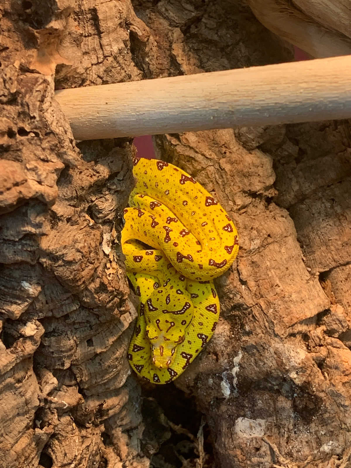 Green Tree Python