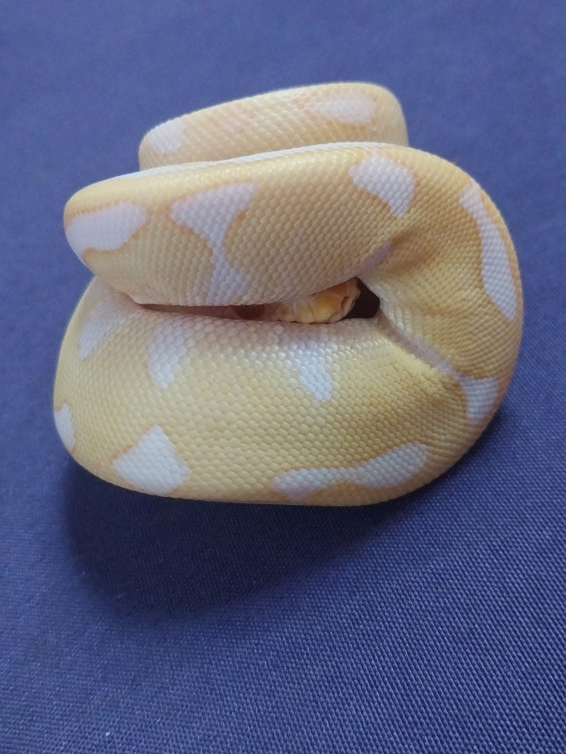 Male Albino Leopard Enchi