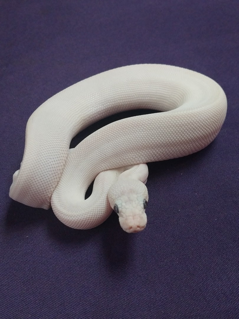 Male Banana Blue Eyed Lucy