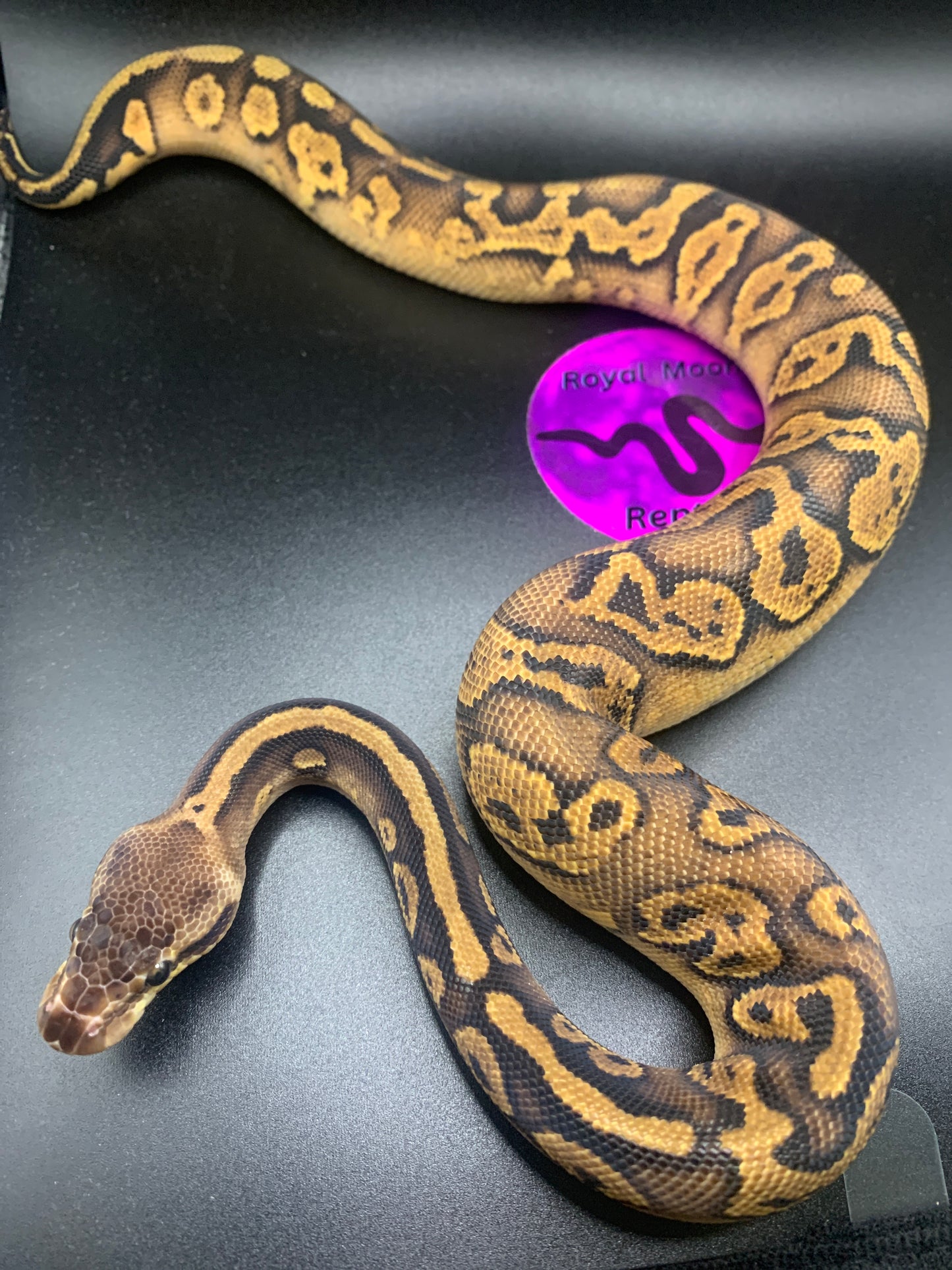 2024 Male Pastel Spark Mahogany