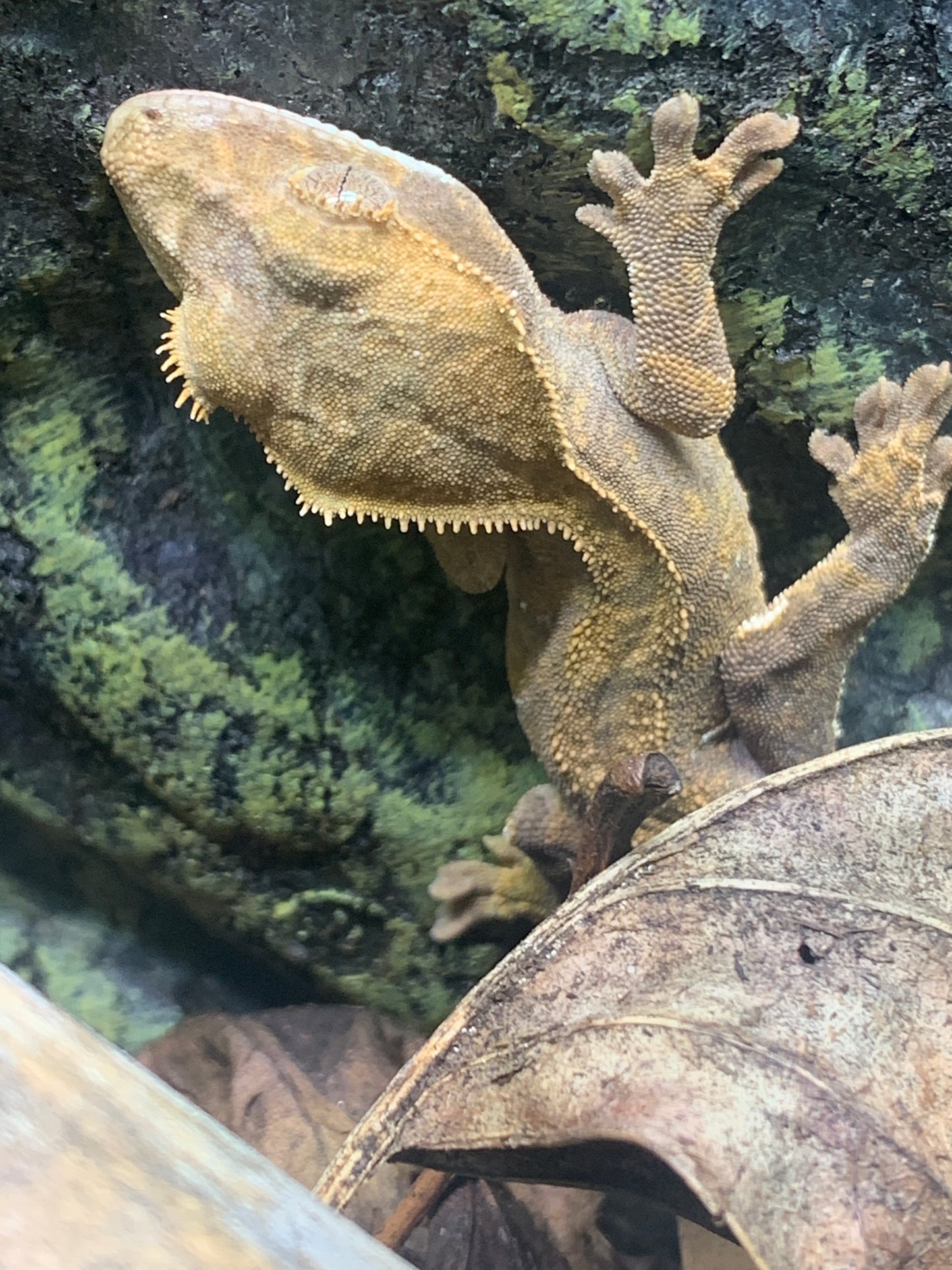 Baby Crested Gecko