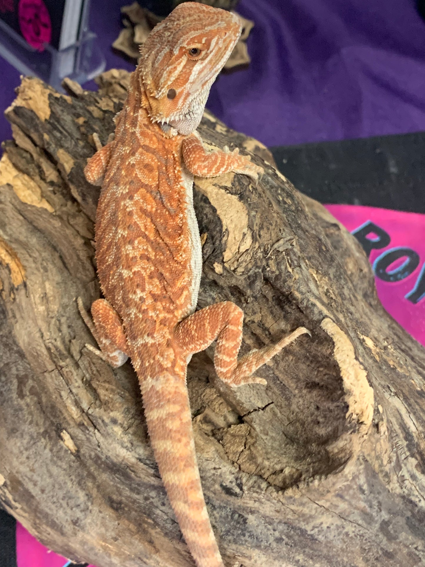 Super Red Bearded Dragons