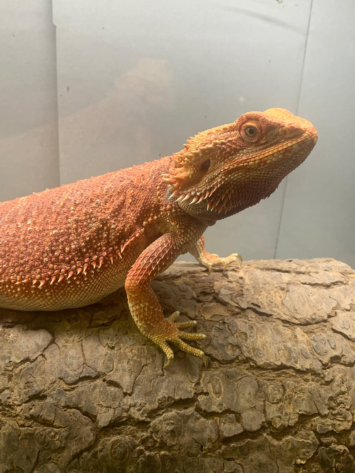 Female 50% Red Monster
