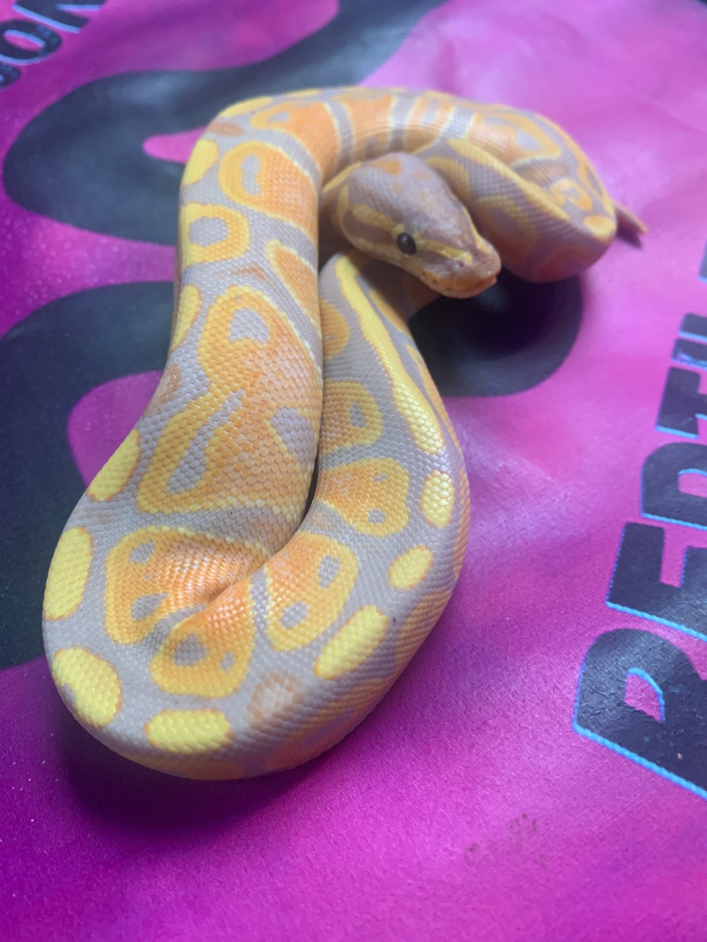 2025 Banana Pastel Double het Albino/Pied