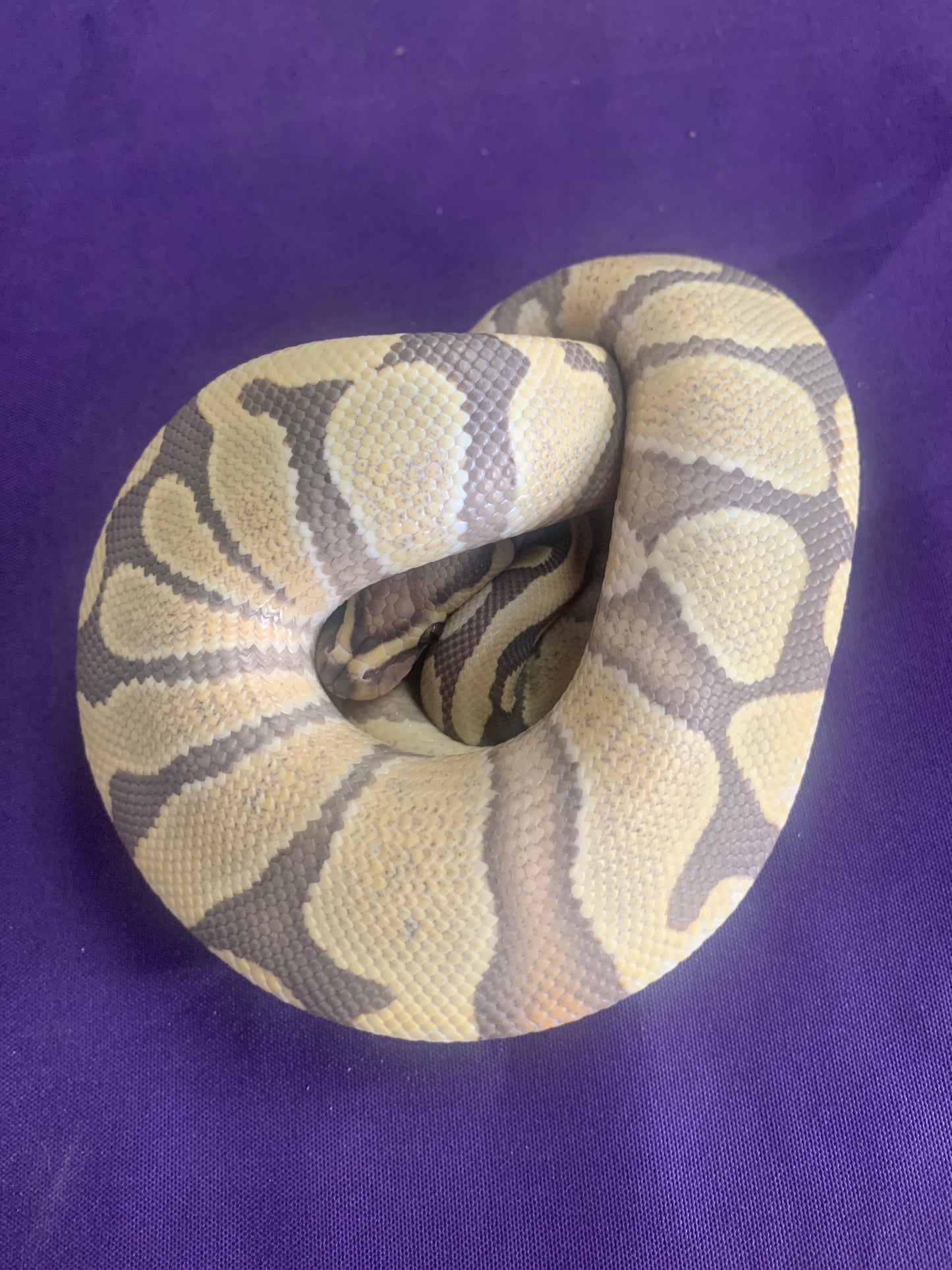 Male Hypo Enchi Desert Ghost