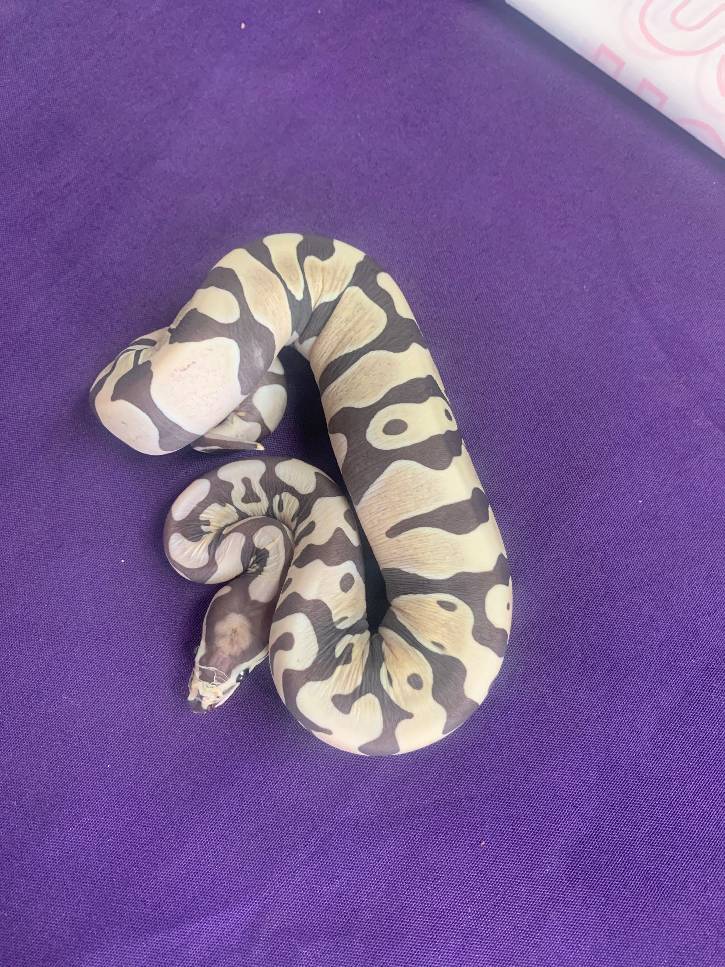 Female Pastel Scaleless