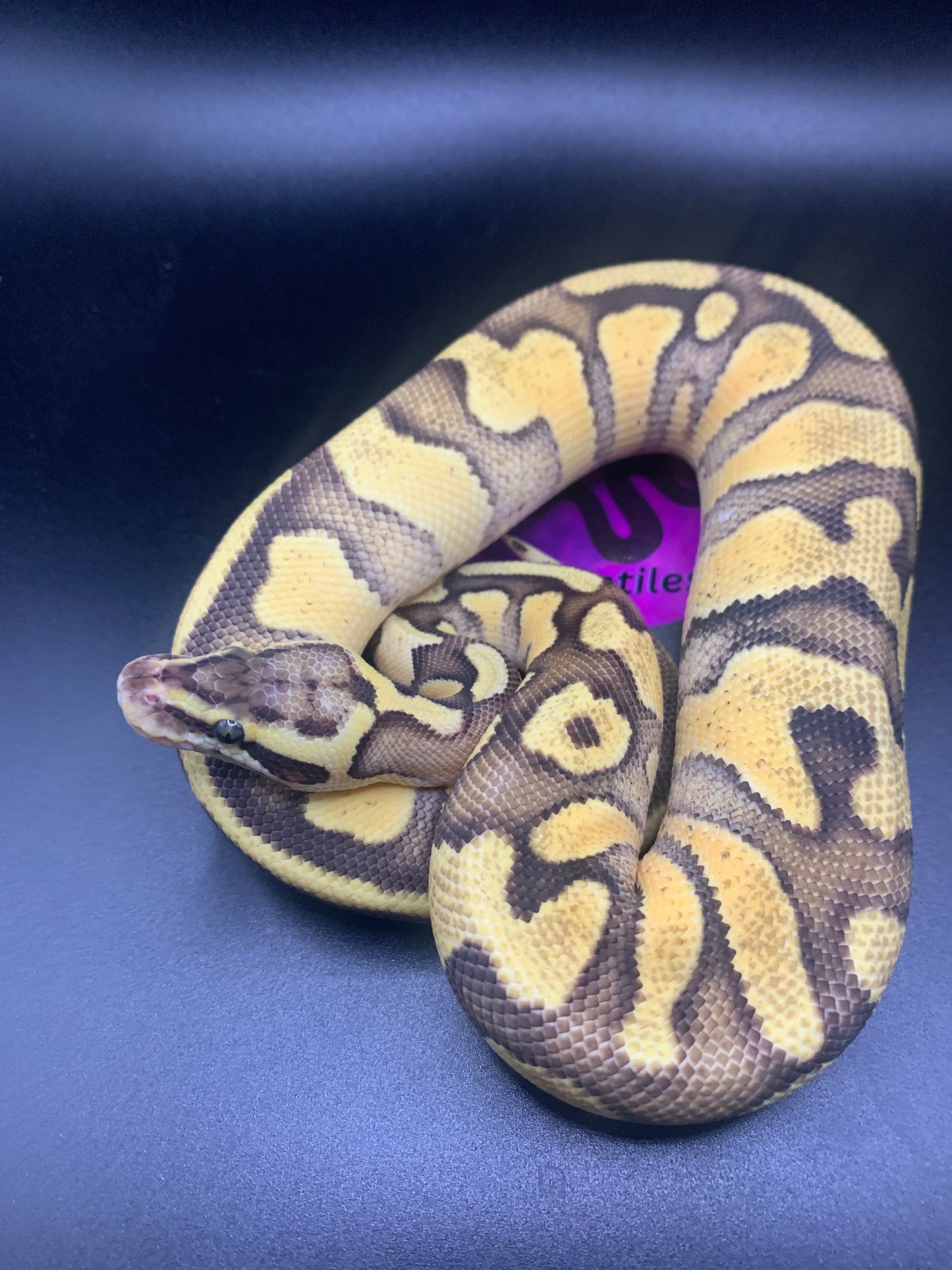 2024 Male Lesser Pastel Fire Orange Dream