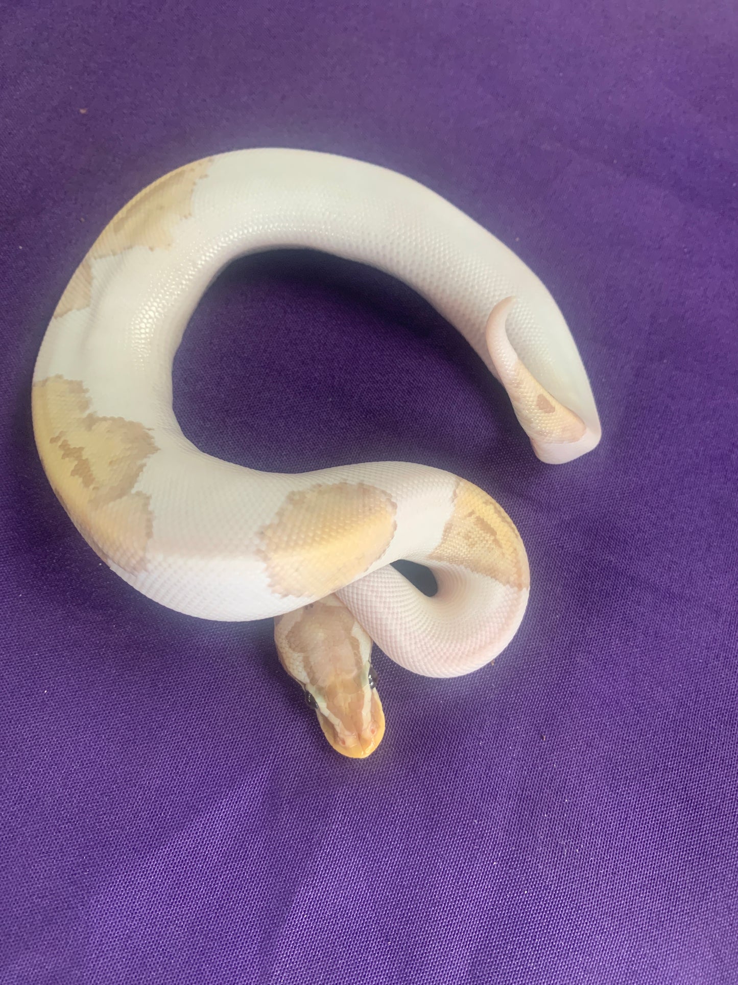 Male Banana Pastel Pied