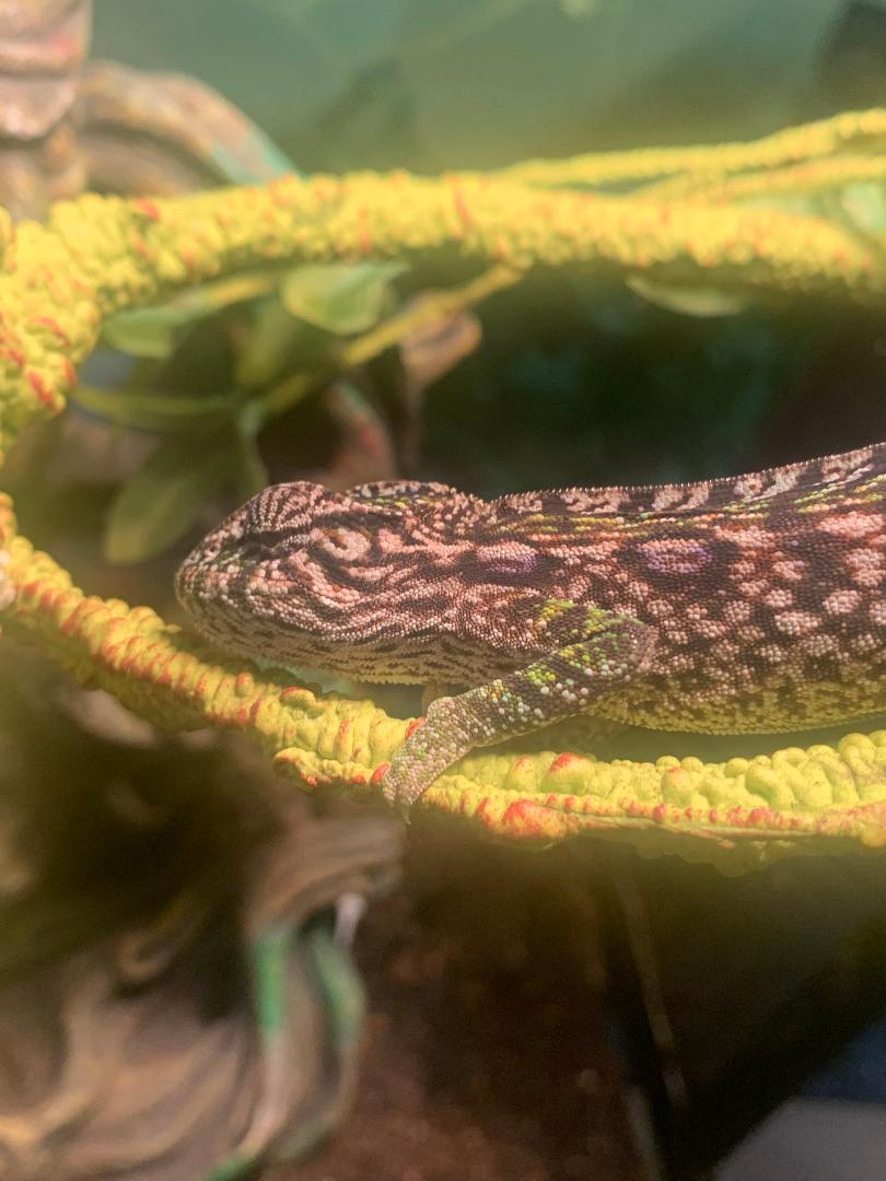 Female Carpet Chameleon