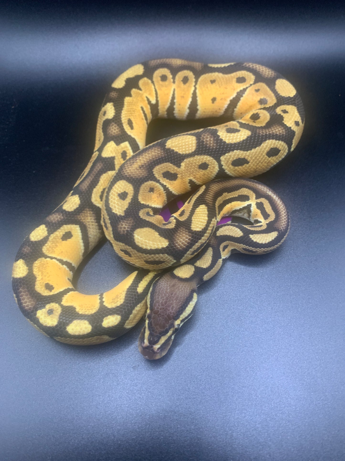 2024 Male Vanilla Pastel