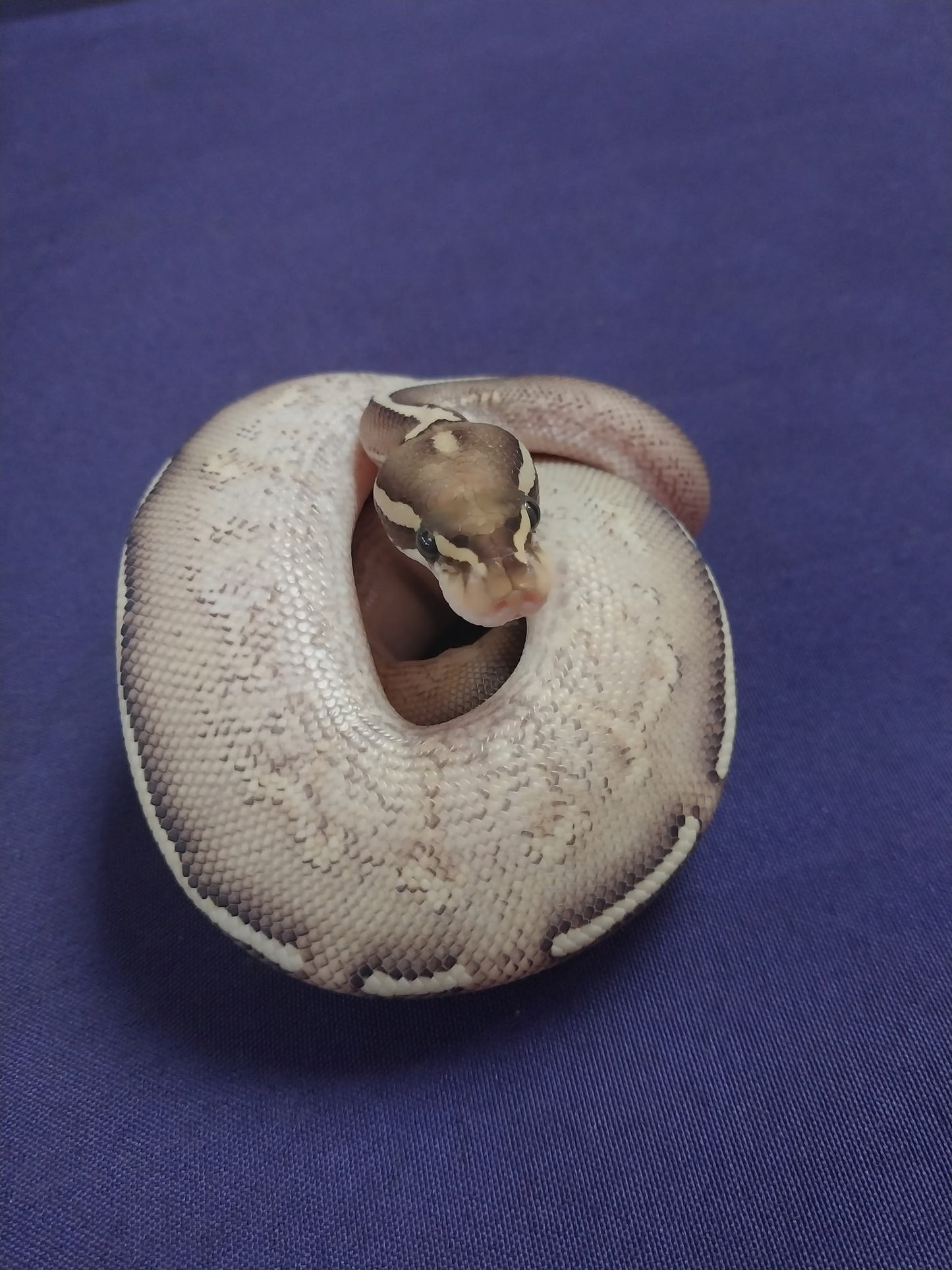 Male Butter Freeway