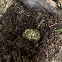 Pikachu Pac Man frog