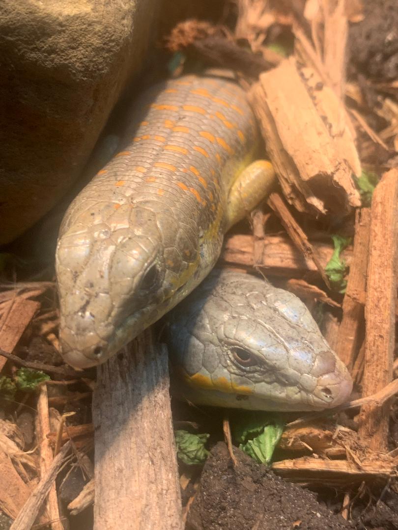 Schneiders Skinks