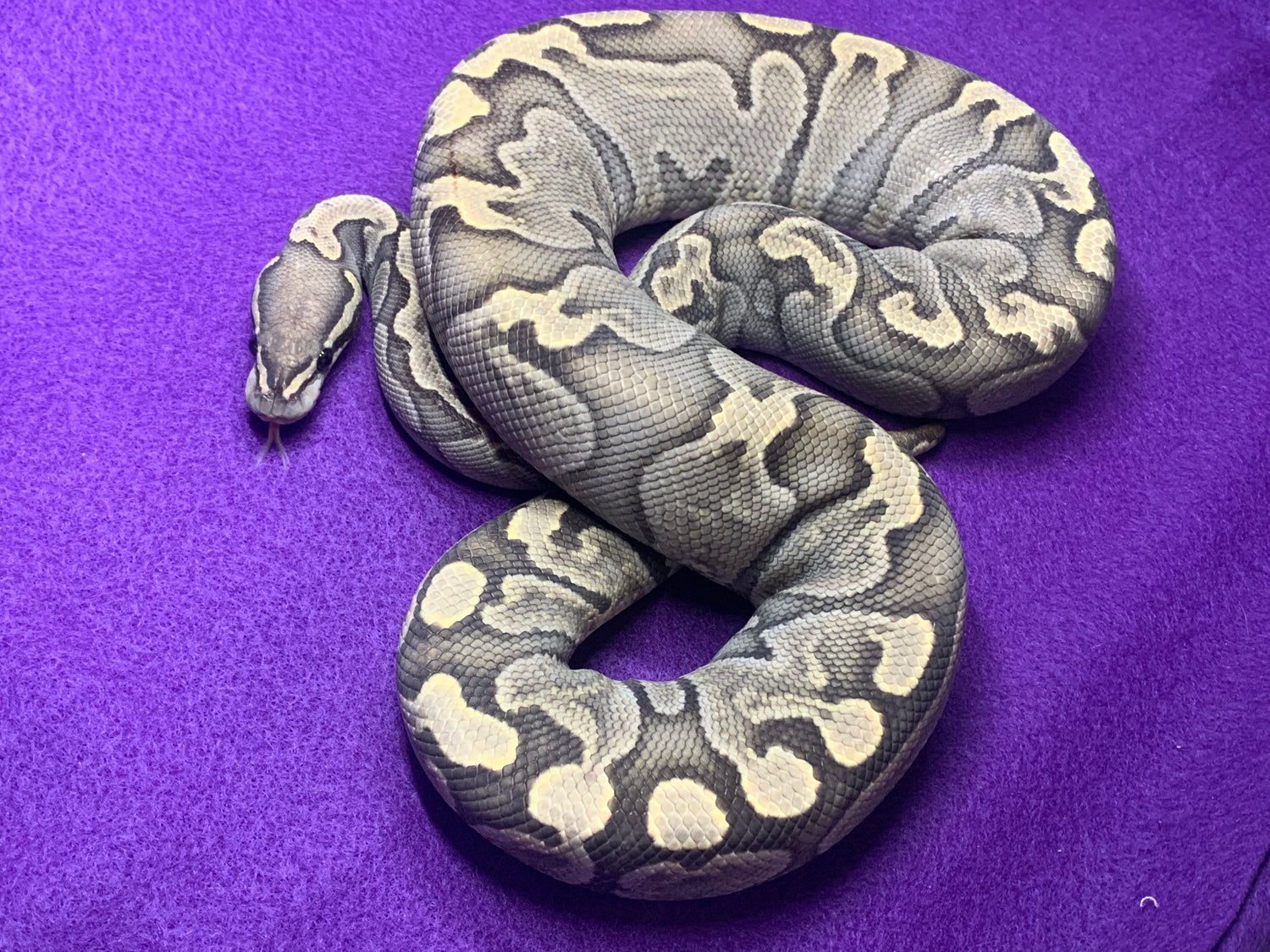 Collections – Royal Moon Reptiles