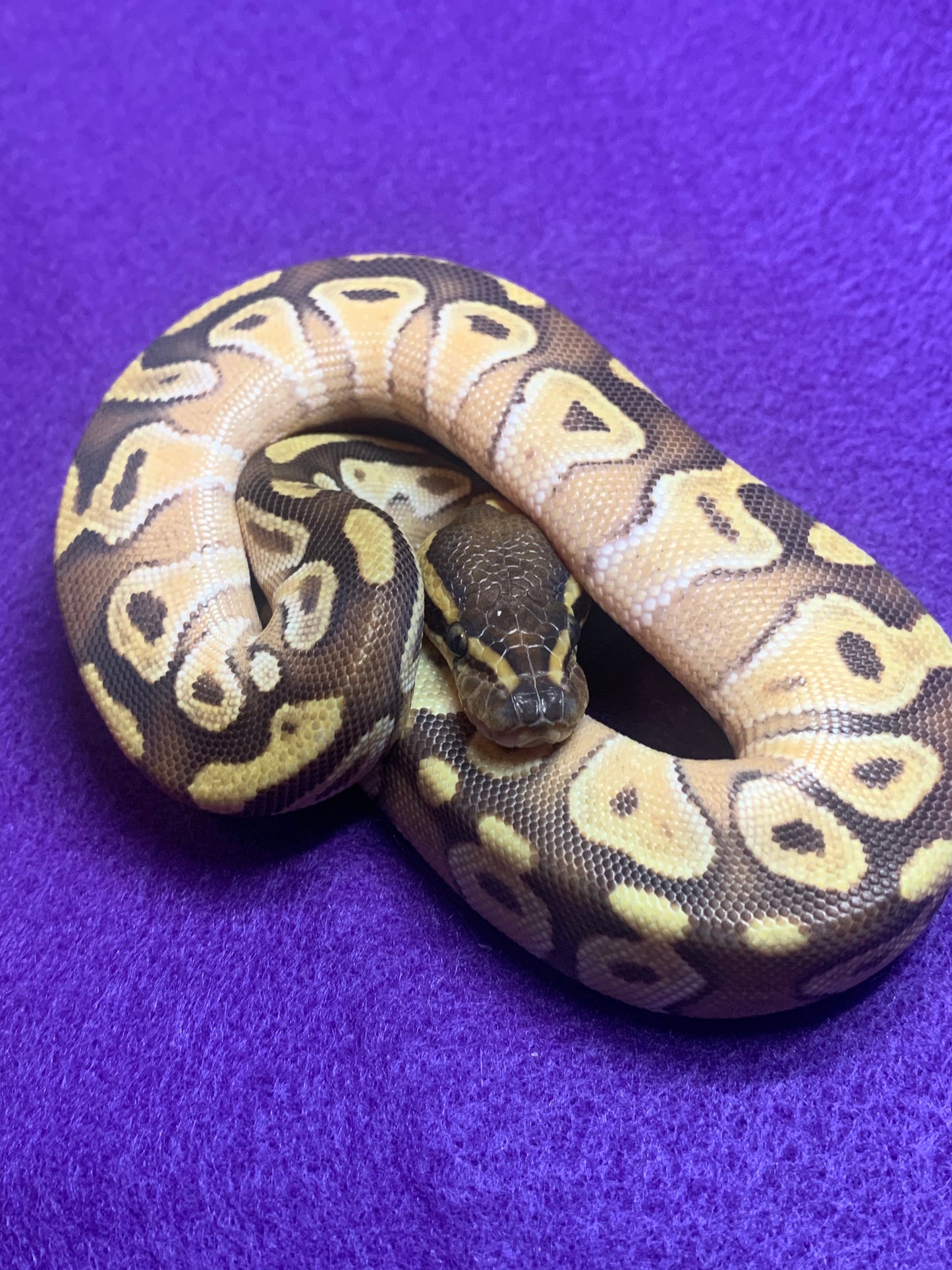 Vanilla Mojave