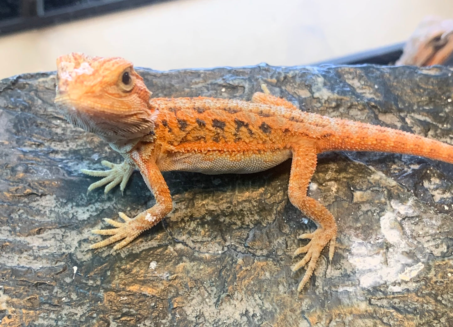 Translucent Red Bearded Dragon