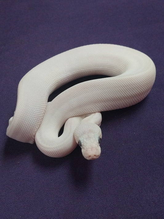 Female Blue Eyed Lucy