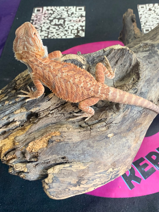 Super Red Bearded Dragons