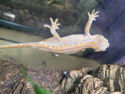 Gargoyle Gecko