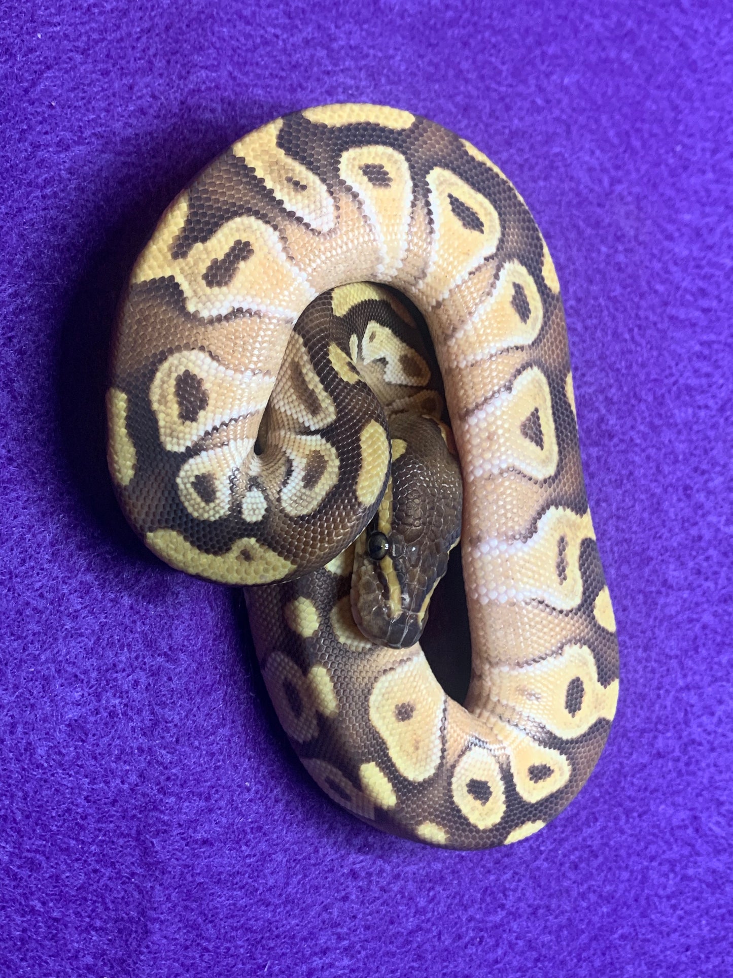 Vanilla Mojave