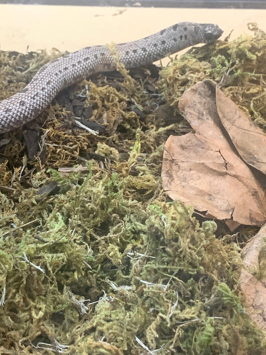 Female Super Arctic Conda 66% Sable het Albino poss Toffee Hognose