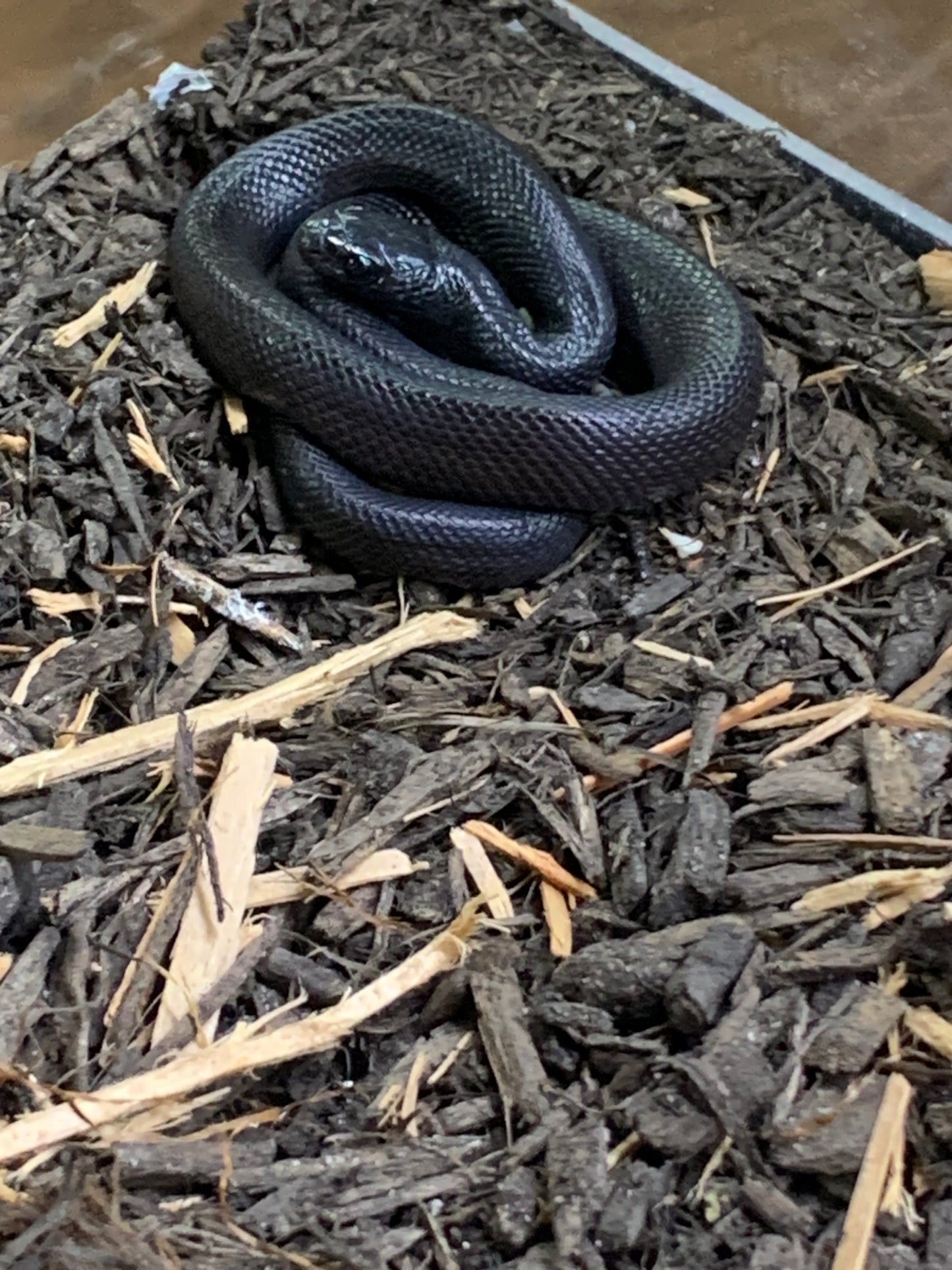 Male Mexican Black King Snake