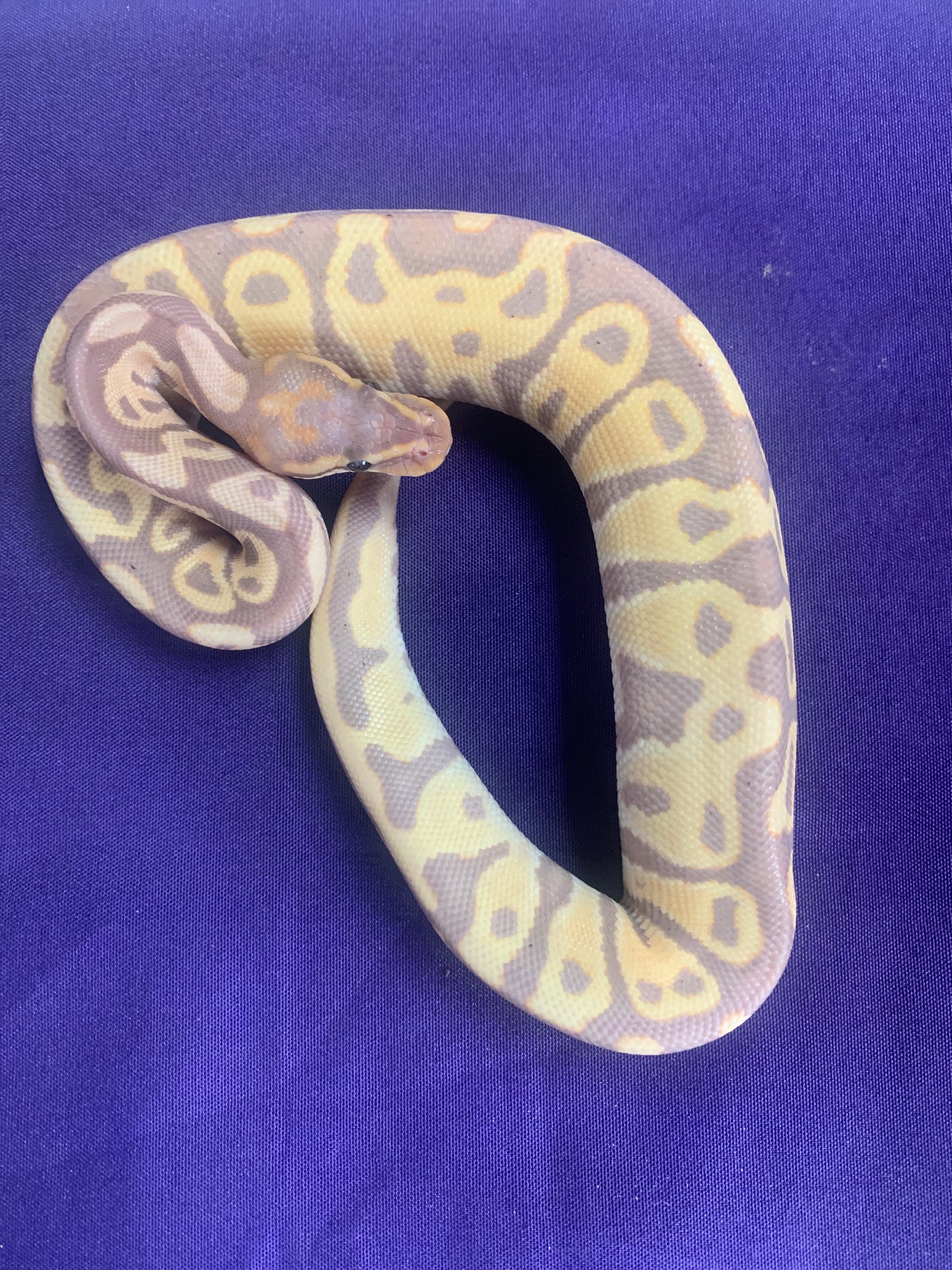 Male Banana Leopard YB het Clown
