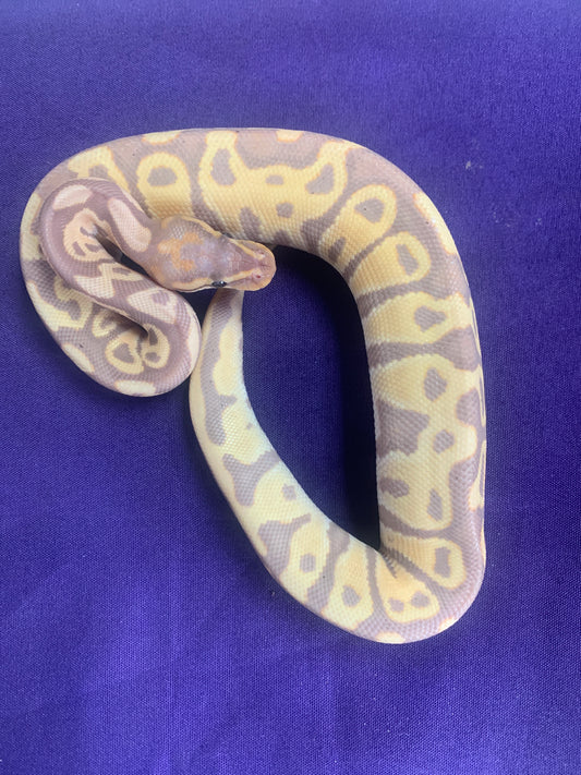 Male Banana Leopard YB het Clown