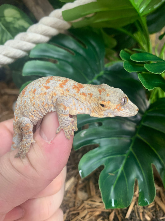 Gargoyle Gecko