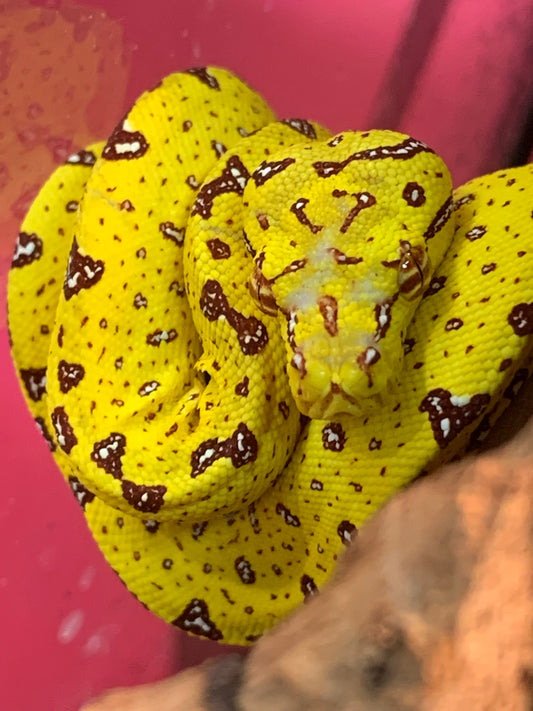 Green Tree Python