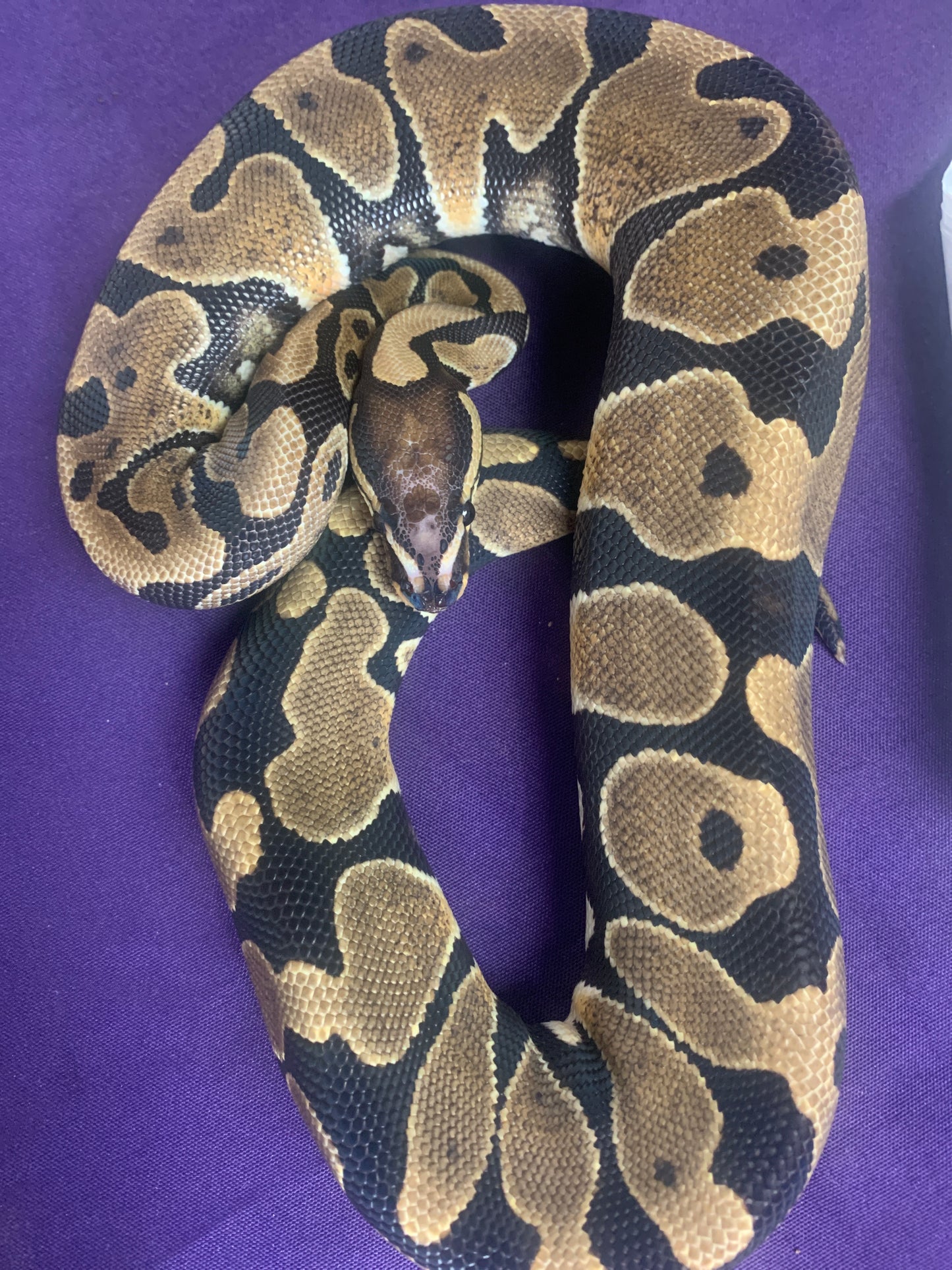 Female Scaleless Head
