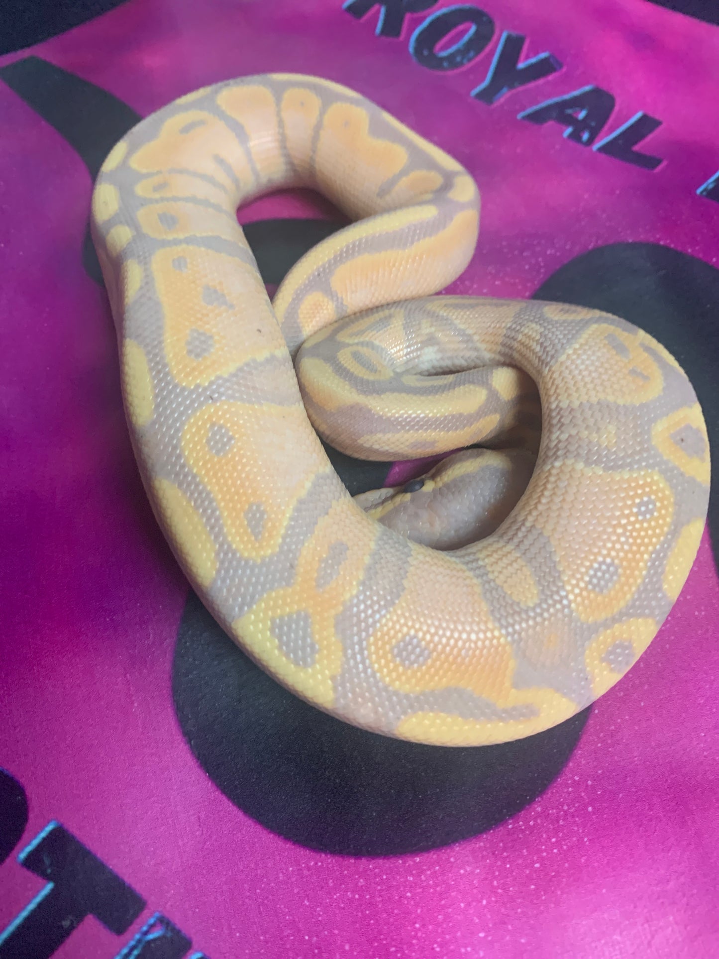 2025 Male Banana DH Albino/Pied