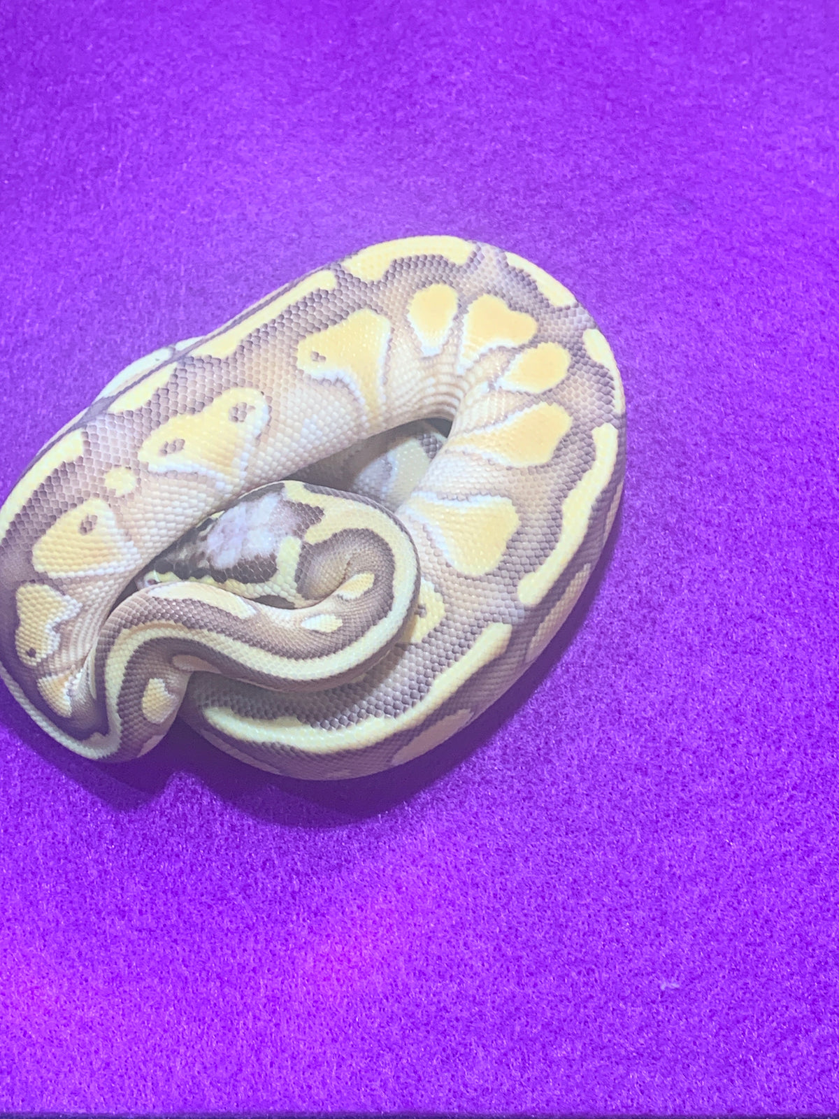 Male Pastel Enchi Lesser het Clown