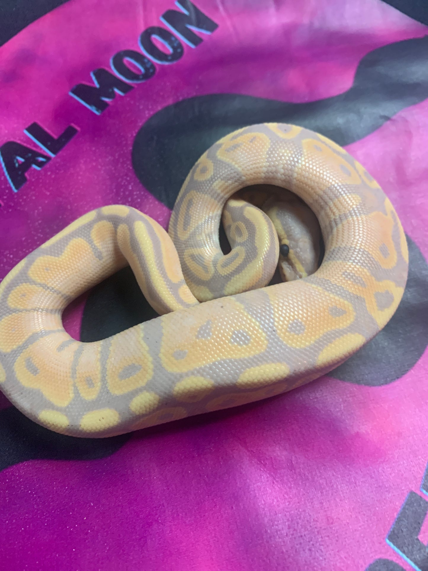 2025 Male Banana DH Albino/Pied