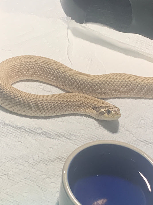 Male Super Conda Axanthic het Albino Hognose