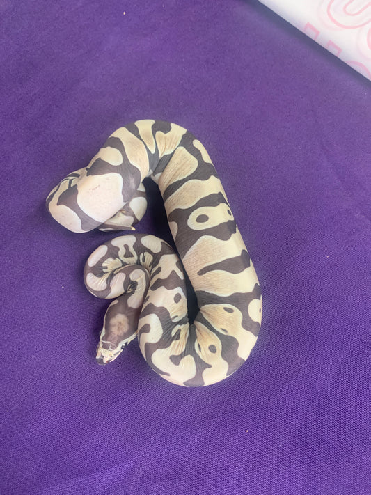 Female Pastel Scaleless
