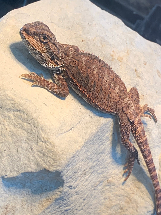 Red Monster Bearded Dragon