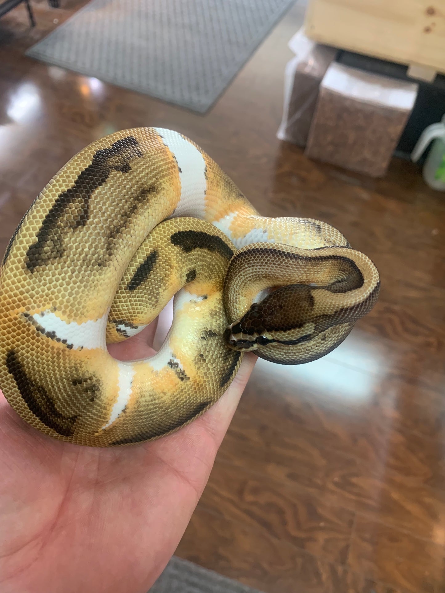 Male Pied 66% het Clown