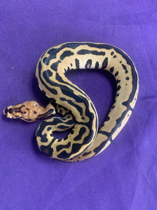 Female Batman (Leopard Spotnose Clown