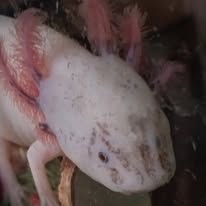 Axolotl