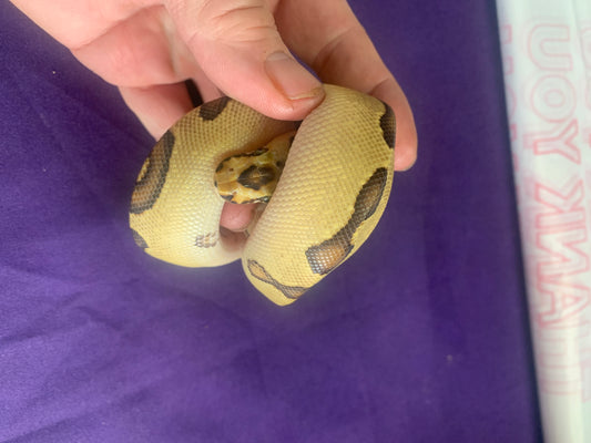 Male Disco Enchi Clown