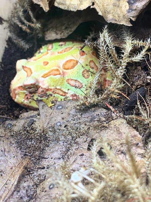 Albino Pac Man frog