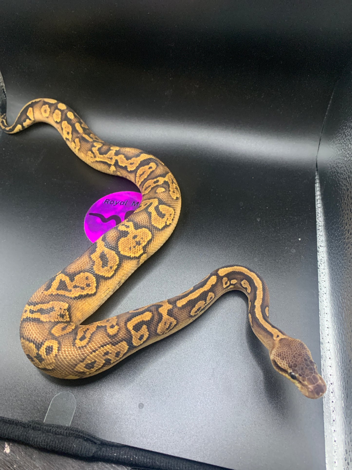 2024 Male Pastel Spark Mahogany