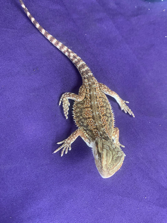 Dunner Bearded Dragon