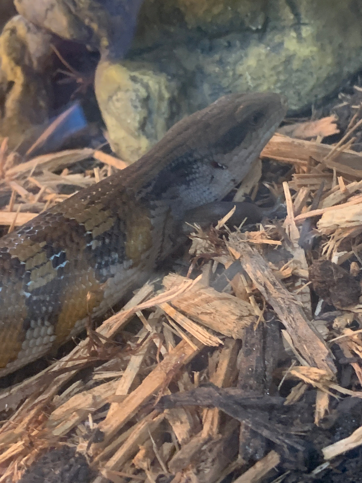 Female Northern Blue Tongue Skink