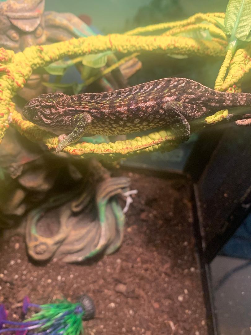 Female Carpet Chameleon