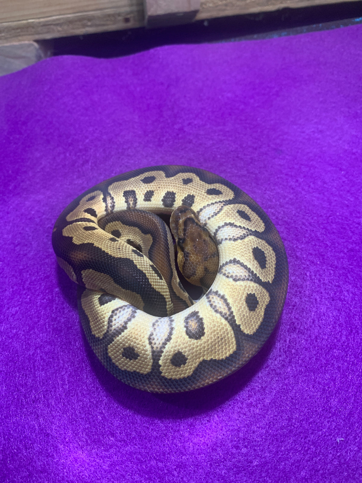 Male Clown 50% het Pied