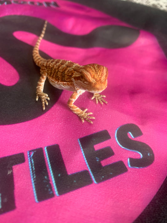 Red Monster Bearded Dragon
