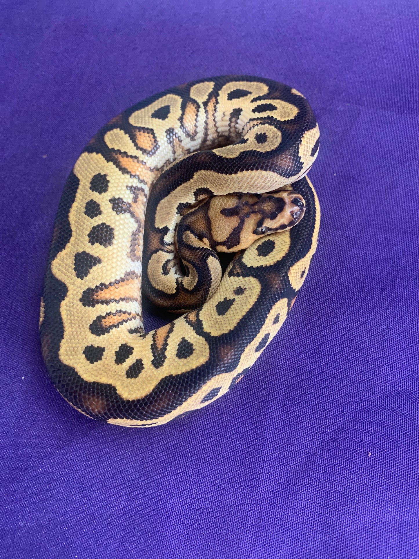 Male Orange Dream YB Clown het Pied