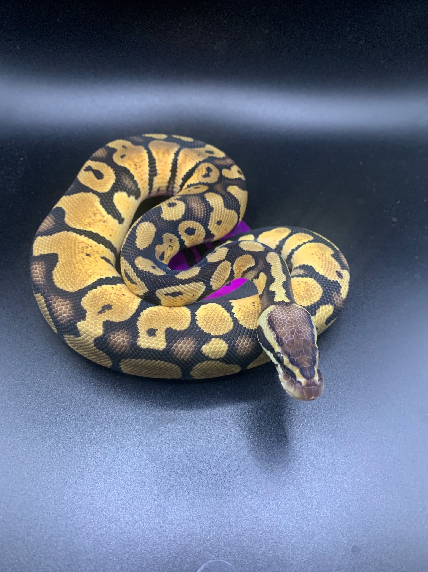 2024 Male Pastel Fire (Firefly)